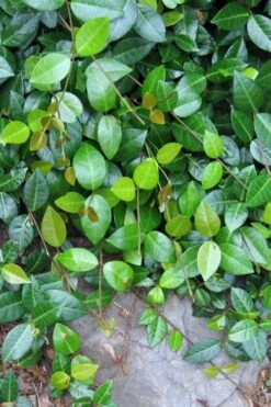 Asian Jasmine - Asiatic Jasmine - 6 Pack Of Pint Pots -Green Haven Shop jasmine asian 10