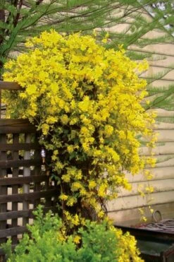 Carolina Yellow Jasmine - Jessamine (Gelsium Sempervirens) - 6 Pack Of 1 Gallon Pots -Green Haven Shop jasmine carolina 21