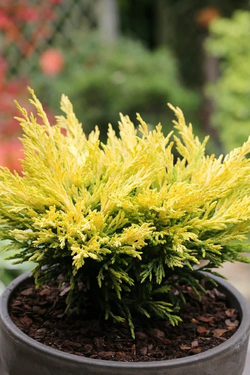 Limeglow Golden Andorra Compact Juniper - 1 Gallon Pot 6 Limeglow Golden Andorra Compact Juniper - 1 Gallon Pot - Image 6