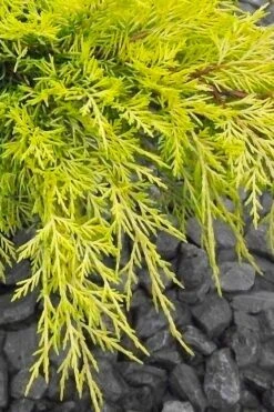 Gold Lace Juniper - 1 Gallon Pot -Green Haven Shop juniperus chinensis gold lace juniper 3