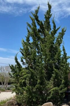 Kaizuka Twisted Juniper - 1 Gallon Pot 9 Kaizuka Twisted Juniper - 1 Gallon Pot -Green Haven Shop juniperus chinensis kaizuka twisted juniper 5