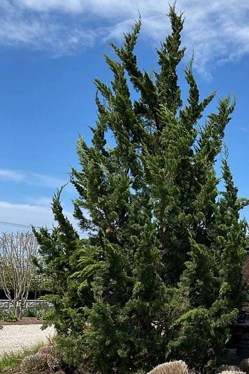 Kaizuka Twisted Juniper - 1 Gallon Pot 4 Kaizuka Twisted Juniper - 1 Gallon Pot - Image 4