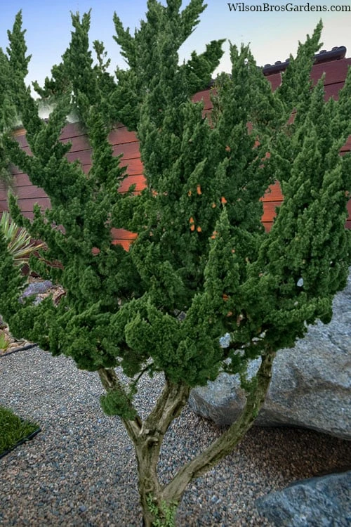 Kaizuka Twisted Juniper - 1 Gallon Pot 1 Kaizuka Twisted Juniper - 1 Gallon Pot