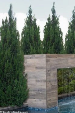 Spartan Juniper - 7 Gallon Pot (3-4') -Green Haven Shop juniperus chinensis spartan columnar juniper 20