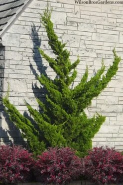 Hollywood Torulosa Juniper - 7 Gallon Pot (5-6')