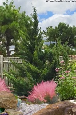 Hollywood Torulosa Juniper - 3 Gallon Pot -Green Haven Shop juniperus chinensis torulosa hollywood 101 2