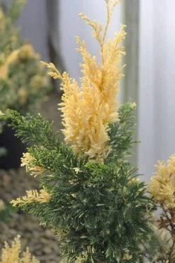 Variegated Hollywood Juniper - 1 Gallon Pot -Green Haven Shop juniperus chinensis torulosa variegata 3