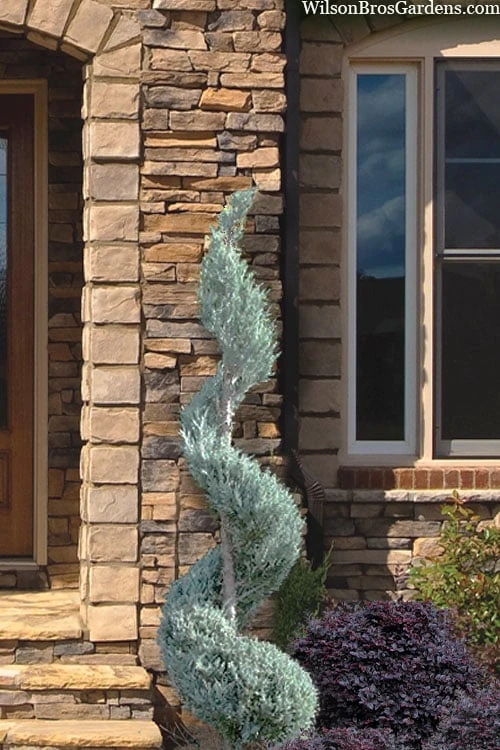 Moonglow Juniper Spiral Topiary - 5 Gallon Pot 1 Moonglow Juniper Spiral Topiary - 5 Gallon Pot