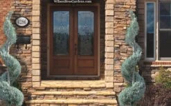 Moonglow Juniper Spiral Topiary - 5 Gallon Pot 7 Moonglow Juniper Spiral Topiary - 5 Gallon Pot -Green Haven Shop juniperus scopulorum moonglow juniper spiral topiary 6