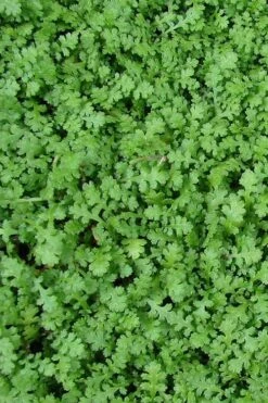 Miniature Brass Buttons Fairy Fern (Leptinella Gruveri) - 6 Pack Of Pint Pots -Green Haven Shop leptinella gruveri miniature brass buttons fairy fern 3