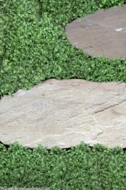 Miniature Brass Buttons Fairy Fern (Leptinella Gruveri) - 6 Pack Of Pint Pots -Green Haven Shop leptinella gruveri miniature brass buttons fairy fern 6