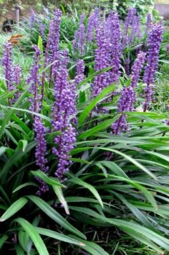 Royal Purple Liriope - Lilyturf - 18 Count Flats Of Pint Pots -Green Haven Shop liriope muscari royal purple lilyturf 102