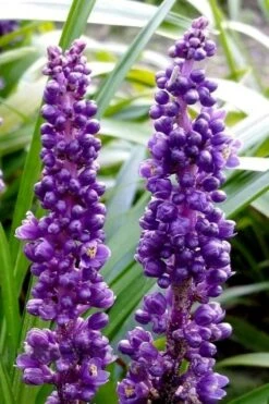 Royal Purple Liriope - Lilyturf - 18 Count Flats Of Pint Pots -Green Haven Shop liriope muscari royal purple lilyturf 103
