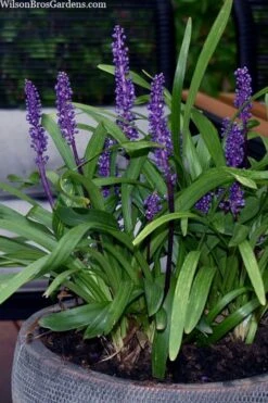 Royal Purple Liriope - Lilyturf - 18 Count Flats Of Pint Pots -Green Haven Shop liriope muscari royal purple lilyturf 106