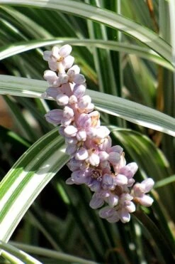 Silver Dragon Liriope - Lilyturf - 18 Count Flats Of Pint Pots -Green Haven Shop liriope spicata silver dragon lilyturf 102