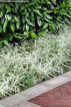 Silver Dragon Liriope - Lilyturf - 18 Count Flats Of Pint Pots -Green Haven Shop liriope spicata silver dragon lilyturf 106