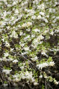 Fragrant Winter Honeysuckle Bush (Lonicera Fragrantissima) - 3 Gallon Pot -Green Haven Shop lonicera fragrantissima winter honeysuckle 14