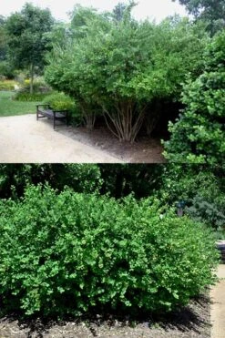 Fragrant Winter Honeysuckle Bush (Lonicera Fragrantissima) - 3 Gallon Pot -Green Haven Shop lonicera fragrantissima winter honeysuckle 22