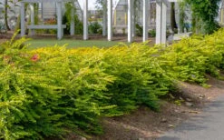 Thunderbolt Golden Box Honeysuckle - 3 Gallon Pot 11 Thunderbolt Golden Box Honeysuckle - 3 Gallon Pot -Green Haven Shop lonicera nitida thunderbolt box honeysuckle 1