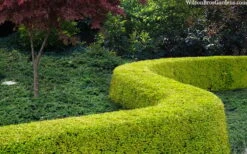 Thunderbolt Golden Box Honeysuckle - 3 Gallon Pot 10 Thunderbolt Golden Box Honeysuckle - 3 Gallon Pot -Green Haven Shop lonicera nitida thunderbolt box honeysuckle 4