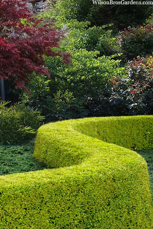 Thunderbolt Golden Box Honeysuckle - 3 Gallon Pot 4 Thunderbolt Golden Box Honeysuckle - 3 Gallon Pot - Image 4