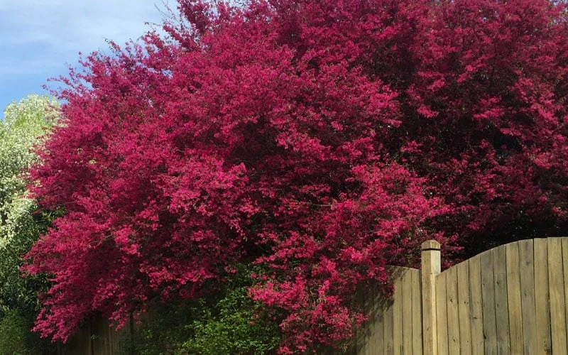 Zhuzhou Loropetalum (Chinese Fringeflower) - 7 Gallon Pot 8 Zhuzhou Loropetalum (Chinese Fringeflower) - 7 Gallon Pot - Image 8