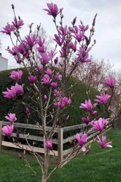 Ann Magnolia Tulip Tree - 3 Gallon Pot -Green Haven Shop magnolia ann tulip tree 100 1