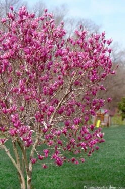 Ann Magnolia Tulip Tree - 3 Gallon Pot -Green Haven Shop magnolia ann tulip tree 105 1