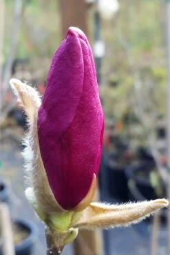 Betty Magnolia Tulip Tree - 1 Gallon Pot -Green Haven Shop magnolia betty 21 1