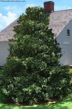 Edith Bogue Cold Hardy Evergreen Magnolia - 3 Gallon Pot (3-4') -Green Haven Shop magnolia edith bogue 4