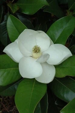 Edith Bogue Cold Hardy Evergreen Magnolia - 3 Gallon Pot (3-4') -Green Haven Shop magnolia edith bogue 5