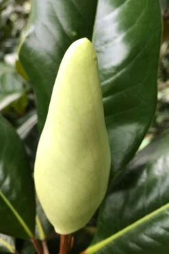 Edith Bogue Cold Hardy Evergreen Magnolia - 3 Gallon Pot (3-4') -Green Haven Shop magnolia edith bogue bud 1