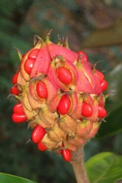 Edith Bogue Cold Hardy Evergreen Magnolia - 3 Gallon Pot (3-4') -Green Haven Shop magnolia edith bogue fruit 1