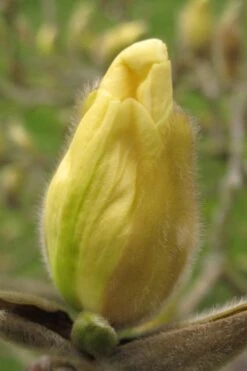 Elizabeth Magnolia (Tulip Tree) - 5 Gallon Pot -Green Haven Shop magnolia elizabeth 10