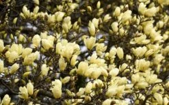 Elizabeth Magnolia (Tulip Tree) - 5 Gallon Pot -Green Haven Shop magnolia elizabeth 15