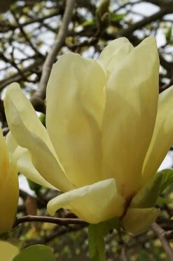 New Products 19 Elizabeth Magnolia (Tulip Tree) - 5 Gallon Pot