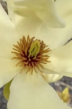 Elizabeth Magnolia (Tulip Tree) - 5 Gallon Pot -Green Haven Shop magnolia elizabeth 6