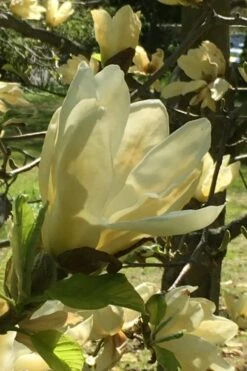 Elizabeth Magnolia (Tulip Tree) - 5 Gallon Pot -Green Haven Shop magnolia elizabeth 8