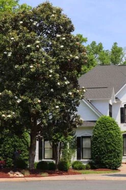 Southern Magnolia Tree (Single Trunk Tree Form) - 5 Gallon Pot 10 Southern Magnolia Tree (Single Trunk Tree Form) - 5 Gallon Pot -Green Haven Shop magnolia grandiflora single trunk southern magnolia tree 1