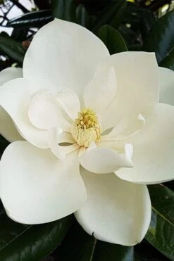Southern Magnolia Tree (Single Trunk Tree Form) - 5 Gallon Pot 11 Southern Magnolia Tree (Single Trunk Tree Form) - 5 Gallon Pot -Green Haven Shop magnolia grandiflora southern magnolia 1
