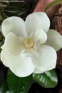 Southern Magnolia Tree (Single Trunk Tree Form) - 5 Gallon Pot 9 Southern Magnolia Tree (Single Trunk Tree Form) - 5 Gallon Pot -Green Haven Shop magnolia grandiflora southern magnolia 2