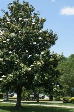 Southern Magnolia Tree (Single Trunk Tree Form) - 5 Gallon Pot