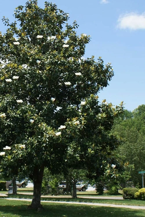 Southern Magnolia Tree (Single Trunk Tree Form) - 5 Gallon Pot 1 Southern Magnolia Tree (Single Trunk Tree Form) - 5 Gallon Pot