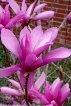 Jane Magnolia Tulip Tree - 1 Gallon Pot -Green Haven Shop magnolia jane tulip tree 102 3