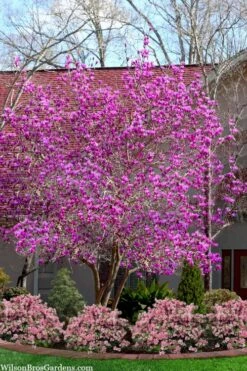 Jane Magnolia Tulip Tree - 1 Gallon Pot -Green Haven Shop magnolia jane tulip tree 103 3