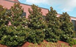 Little Gem Dwarf Southern Magnolia - 7 Gallon Pot (4-5') -Green Haven Shop magnolia little gem 11 1