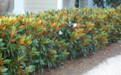 Little Gem Dwarf Southern Magnolia - 7 Gallon Pot (4-5') -Green Haven Shop magnolia little gem 12