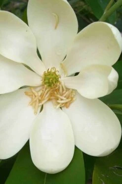 Moonglow Sweetbay Magnolia Tree (Magnolia Virginiana 'Jim Wilson') - 7 Gallon Pot (3-4') 12 Moonglow Sweetbay Magnolia Tree (Magnolia Virginiana 'Jim Wilson') - 7 Gallon Pot (3-4') -Green Haven Shop magnolia moonglow sweetbay flower