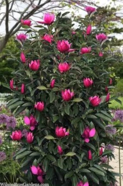 Pink Pyramid Magnolia (Tulip Tree) - 7 Gallon Pot -Green Haven Shop magnolia pink pyramid tulip tree 120copy