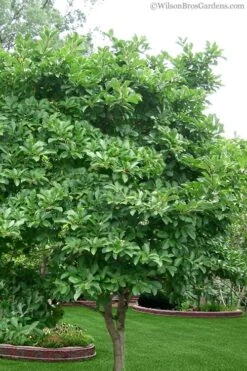 Centennial Star Magnolia - 1 Gallon Pot -Green Haven Shop magnolia stellata 1 5